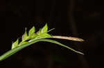 Carey's sedge